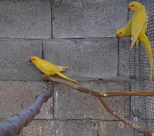 Parrocchetti/inseparabili