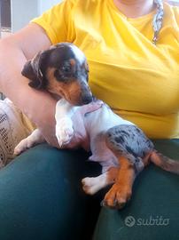 Bassotto arlecchino piebald
