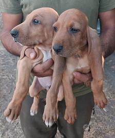Cuccioli segugio italiano