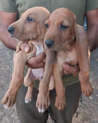 Cuccioli segugio italiano