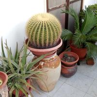 cactus 