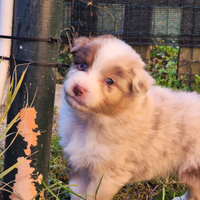 Pastore australiano- Australian shepherd