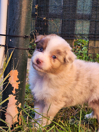 Pastore australiano- Australian shepherd