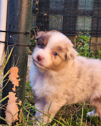 Pastore australiano- Australian shepherd