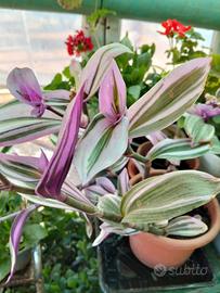 tradescantia 