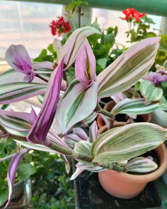 tradescantia 
