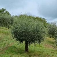  Piante d'ulivo 20 anni