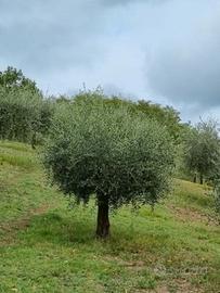  Piante d'ulivo 20 anni