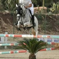 Femmina grigia da salto ostacoli