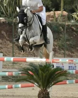 Femmina grigia da salto ostacoli