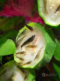 Caridine Wild - 15 esemplari