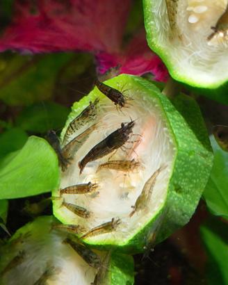 Caridine Wild - 15 esemplari