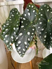 Begonia macualta-adenia perrieri-monstera thai