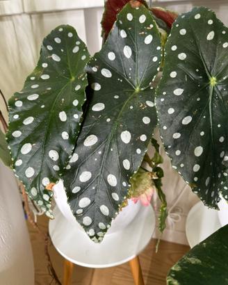 Begonia macualta-adenia perrieri-monstera thai