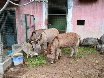 Coppia asinelli sardi puri molto docili