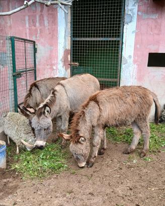 Coppia asinelli sardi puri molto docili