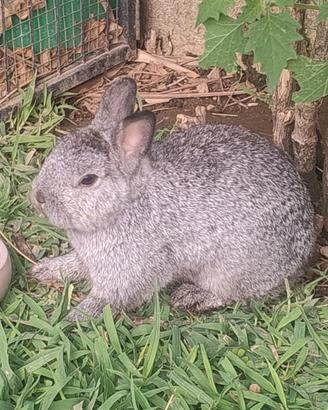 Coniglio nano grigio. Vaccinato con libretto