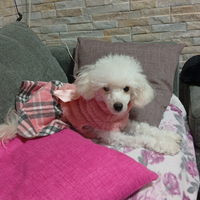 Disponibile per accoppiamento