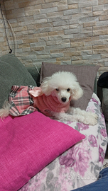 Disponibile per accoppiamento