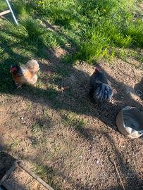 Coppia cocincina nana