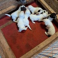 Cuccioli di Lagotto Romagnolo