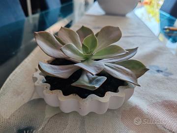 Pianta Echeveria in vaso 15 cm diametro 