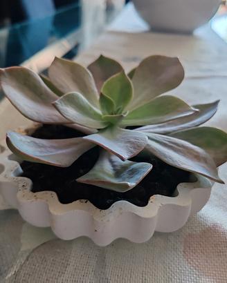 Pianta Echeveria in vaso 15 cm diametro 