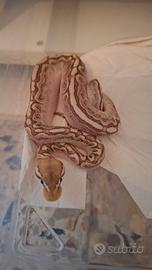 Pitone reale baby (bamboo leopard 66% het clown)