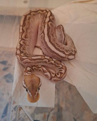 Pitone reale baby (bamboo leopard 66% het clown)