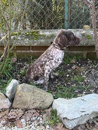 Cani da tartufo