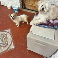 Cucciolo taglia piccola