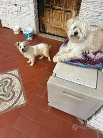 Cucciolo taglia piccola