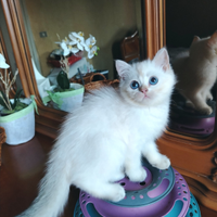 Gattina British Golden Point con Pedigree