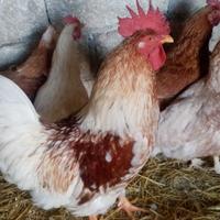 Gallo