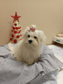 Un Maschietto Maltese Taglia Piccolissima