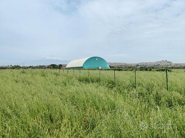 Terreno agricolo mq 7474 Via Margarone Motta - 03M