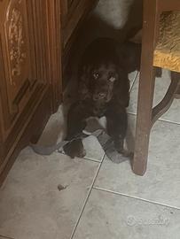 Cocker marrone