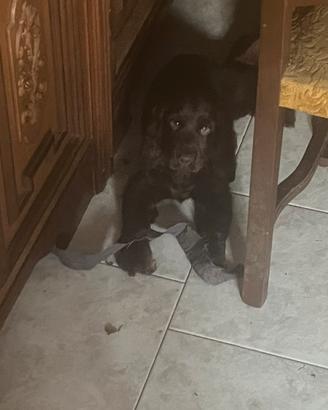 Cocker marrone