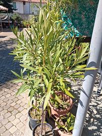 oleandri diversi colori 