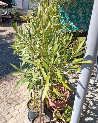 oleandri diversi colori 