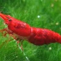 Caridine NeoCaridine RED FIRE