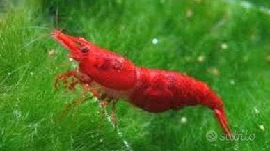 Caridine NeoCaridine RED FIRE