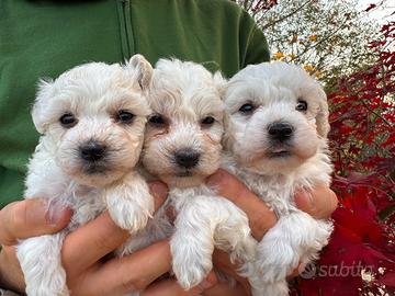 Cuccioli di Bolognese