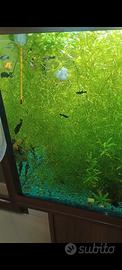 naja guadalupensis
