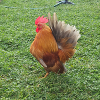 Galletti ornamentali serama-nagasaki