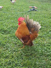 Galletti ornamentali serama-nagasaki