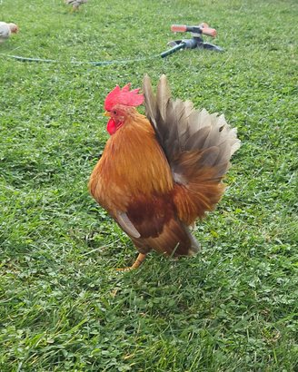 Galletti ornamentali serama-nagasaki