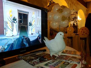 Colombe bianche per matrimoni e altri eventi