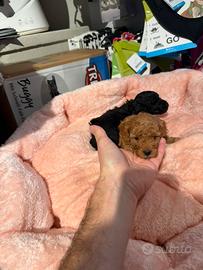 Barboncino Toy cuccioli