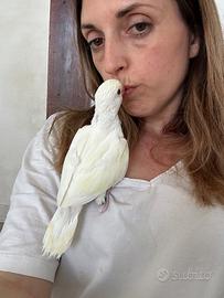 Pulli parrocchetto dal collare